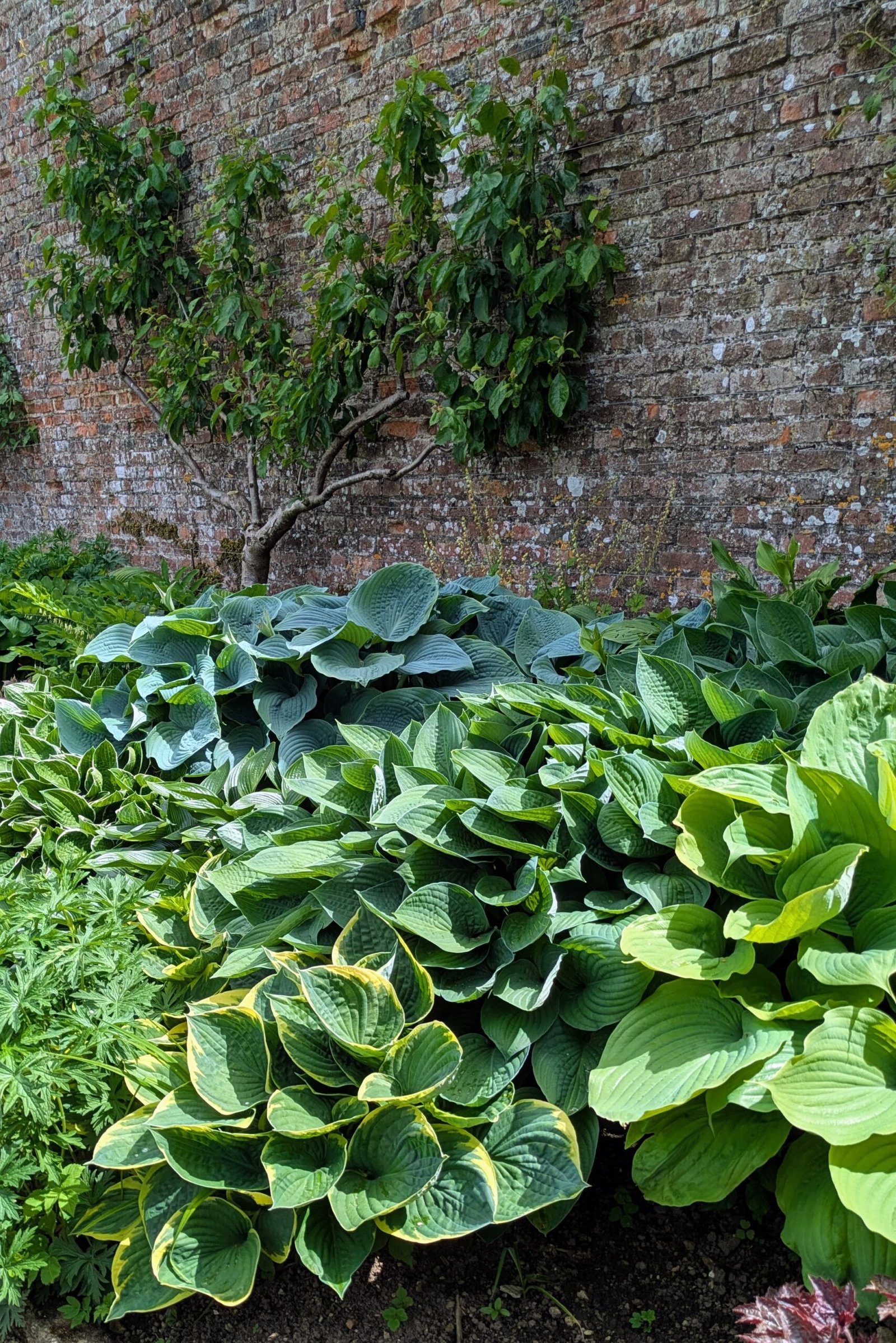 Border filled with large hosta plants of different shades of green, all with large, lush leaves, the 200 year old brick wall is the backdrop.