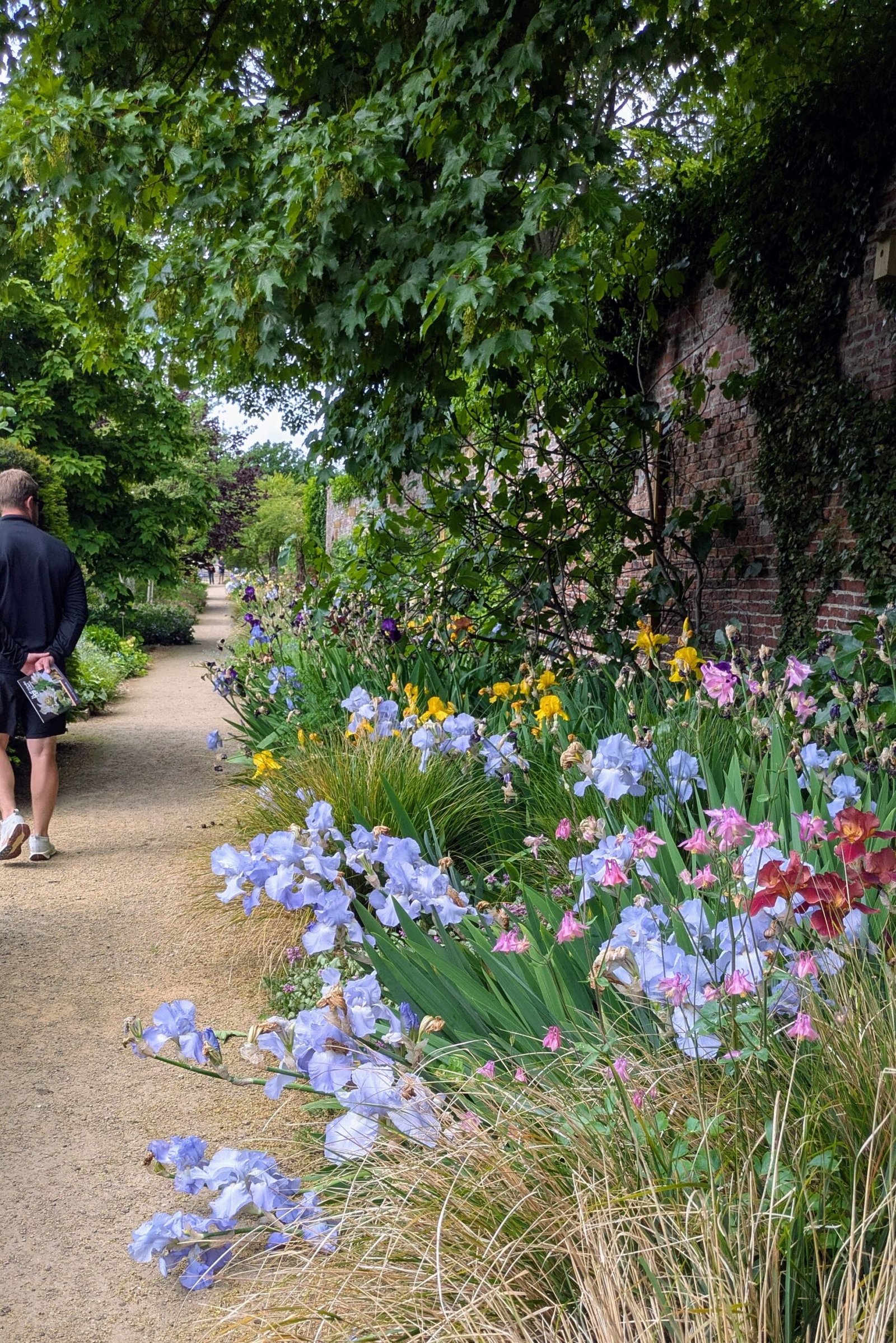 Image of pale blue and yellow irises in a border in a walled garden. The border runs along with the wall to the right. A pan wanders along the path next to the border.