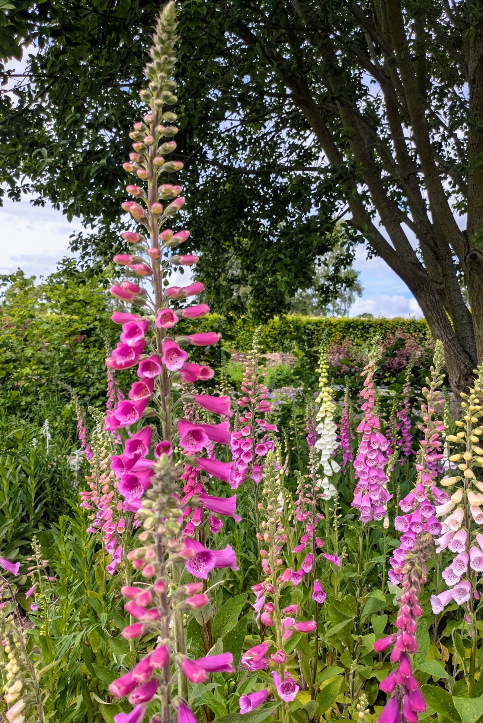 Image of bright pink foxgloves with a large tree behind